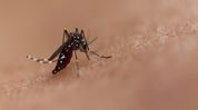 Dengue alert issued in Arunachal’s capital amid rise in fever cases Dengue alert issued in Arunachal’s capital amid rise in fever cases