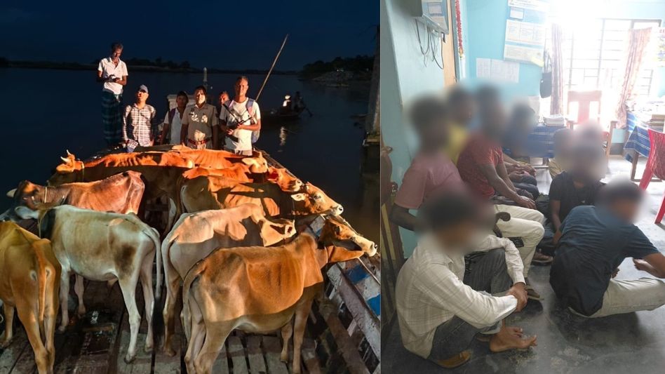 Assam Police seize 103 cattle in anti-smuggling operations, 10 detained Assam Police seize 103 cattle in anti-smuggling operations, 10 detained
