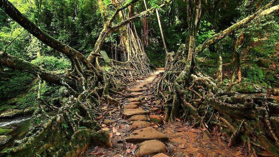 Meghalaya shifts tourism focus to livelihoods, community-led growth and climate resilience Meghalaya shifts tourism focus to livelihoods, community-led growth and climate resilience