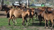 Eight Manipuri ponies die in Kakching, cause of illness yet to be ascertained Eight Manipuri ponies die in Kakching, cause of illness yet to be ascertained