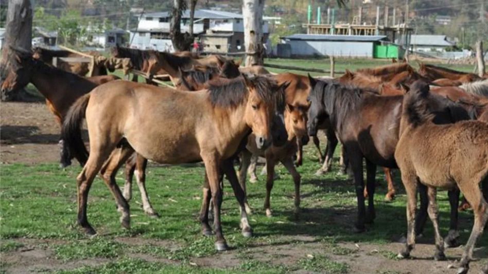 Eight Manipuri ponies die in Kakching, cause of illness yet to be ascertained Eight Manipuri ponies die in Kakching, cause of illness yet to be ascertained