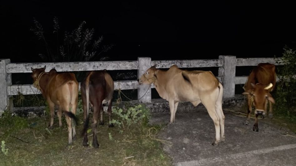 Assam: Kokrajhar Police recover 14 cattle, apprehend 4 in overnight operations Assam: Kokrajhar Police recover 14 cattle, apprehend 4 in overnight operations