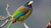 Great Barbet returned to Nagaland village as Chakhesang youth body reiterates wildlife protection rules Great Barbet returned to Nagaland village as Chakhesang youth body reiterates wildlife protection rules