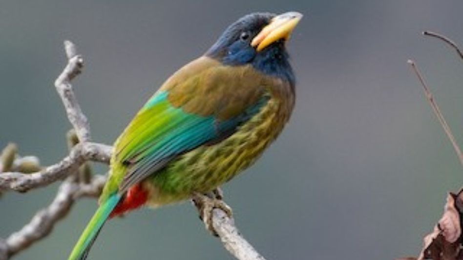 Great Barbet returned to Nagaland village as Chakhesang youth body reiterates wildlife protection rules Great Barbet returned to Nagaland village as Chakhesang youth body reiterates wildlife protection rules