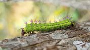 Mizoram begins supplying muga silkworm seed to Assam, Meghalaya Mizoram begins supplying muga silkworm seed to Assam, Meghalaya