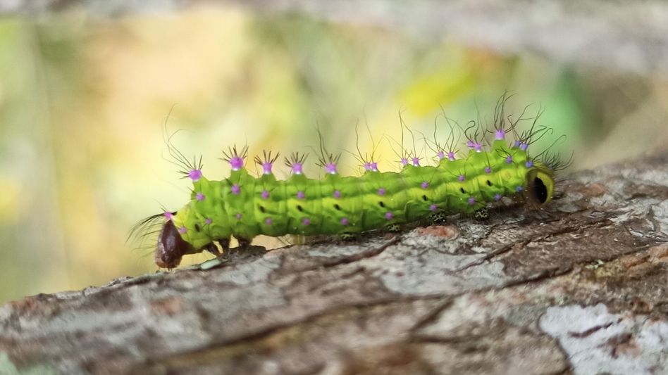 Mizoram begins supplying muga silkworm seed to Assam, Meghalaya Mizoram begins supplying muga silkworm seed to Assam, Meghalaya