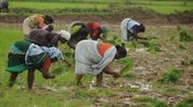 Mizoram receives Rs 75.79 crore under Centre’s agriculture schemes Mizoram receives Rs 75.79 crore under Centre’s agriculture schemes
