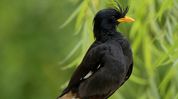 Two Great Mynas found dead on NH-37 in Assam's Tinsukia, raising roadkill concerns Two Great Mynas found dead on NH-37 in Assam's Tinsukia, raising roadkill concerns