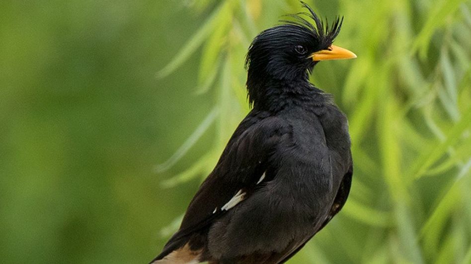 Two Great Mynas found dead on NH-37 in Assam's Tinsukia, raising roadkill concerns Two Great Mynas found dead on NH-37 in Assam's Tinsukia, raising roadkill concerns