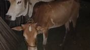 Assam Police seize 22 suspected smuggled cattle in Parbatjhora, two alleged smugglers arrested Assam Police seize 22 suspected smuggled cattle in Parbatjhora, two alleged smugglers arrested