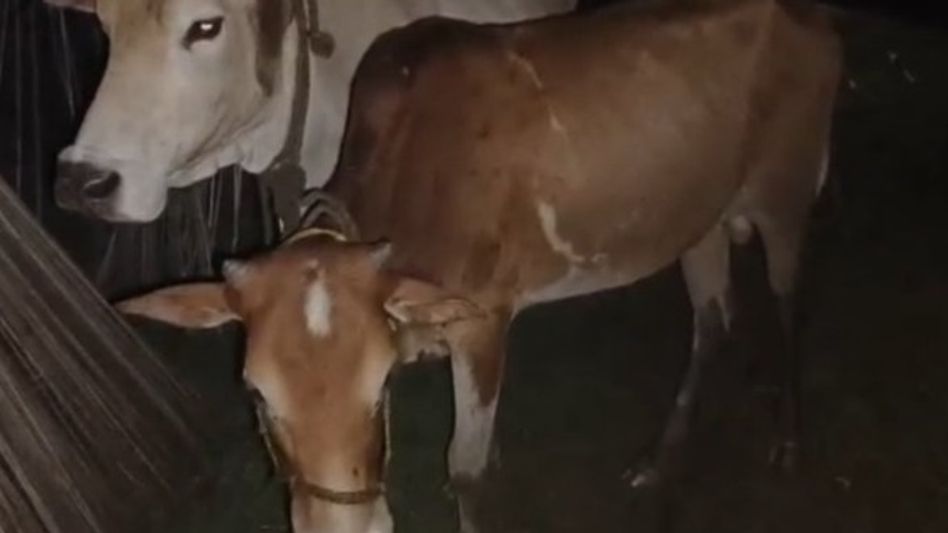Assam Police seize 22 suspected smuggled cattle in Parbatjhora, two alleged smugglers arrested Assam Police seize 22 suspected smuggled cattle in Parbatjhora, two alleged smugglers arrested