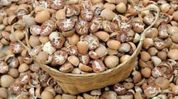 ED searches 16 locations in Assam, Bengal over alleged foreign areca nut smuggling syndicate ED searches 16 locations in Assam, Bengal over alleged foreign areca nut smuggling syndicate