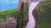 Sikkim Cherry Festival 2026 to bloom in Namchi from November 25 Sikkim Cherry Festival 2026 to bloom in Namchi from November 25