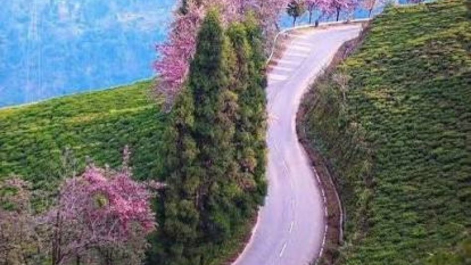 Sikkim Cherry Festival 2026 to bloom in Namchi from November 25 Sikkim Cherry Festival 2026 to bloom in Namchi from November 25