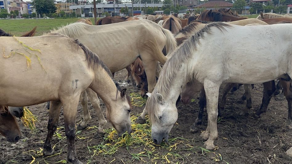 Manipur ponies test positive for surra, veterinary dept steps up treatment Manipur ponies test positive for surra, veterinary dept steps up treatment