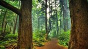 18 forest dwellers get forest rights titles in Assam’s Kamrup 18 forest dwellers get forest rights titles in Assam’s Kamrup