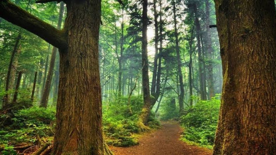 18 forest dwellers get forest rights titles in Assam’s Kamrup 18 forest dwellers get forest rights titles in Assam’s Kamrup