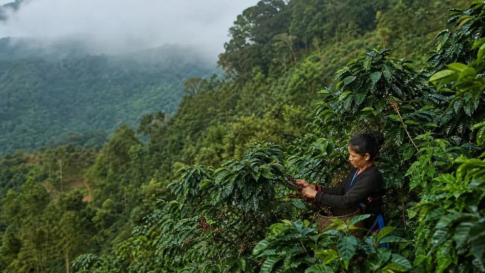 Better infrastructure, value addition needed to make Nagaland coffee commercially viable: NEC secy Better infrastructure, value addition needed to make Nagaland coffee commercially viable: NEC secy