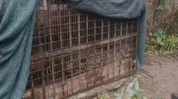 Leopard trapped in forest department cage after days of spreading fear in Assam’s Margherita Leopard trapped in forest department cage after days of spreading fear in Assam’s Margherita