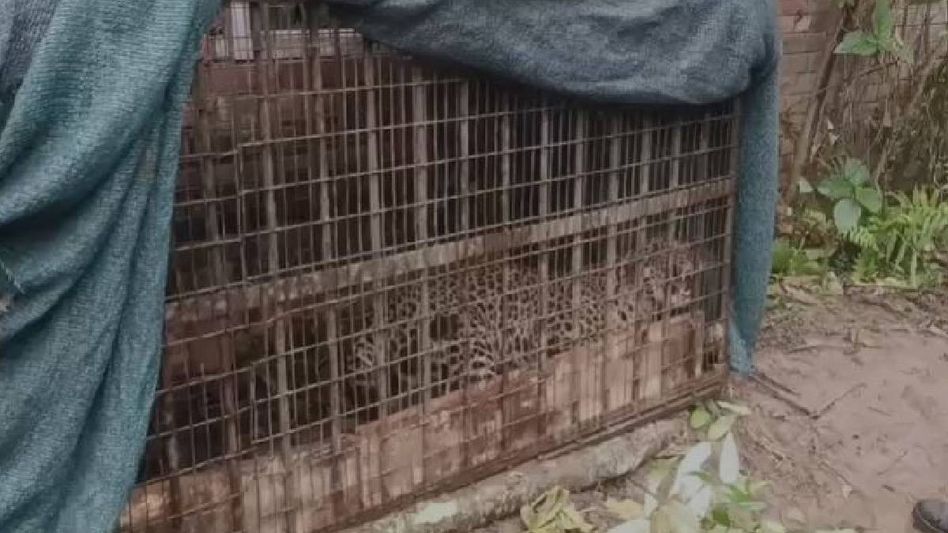 Leopard trapped in forest department cage after days of spreading fear in Assam’s Margherita Leopard trapped in forest department cage after days of spreading fear in Assam’s Margherita