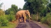 65-year-old woman killed in wild elephant attack in Assam’s Kamrup 65-year-old woman killed in wild elephant attack in Assam’s Kamrup