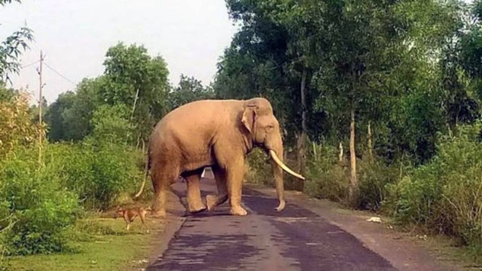 65-year-old woman killed in wild elephant attack in Assam’s Kamrup 65-year-old woman killed in wild elephant attack in Assam’s Kamrup