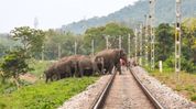NFR interventions help save 255 elephants from train hits across northeast in nine months NFR interventions help save 255 elephants from train hits across northeast in nine months