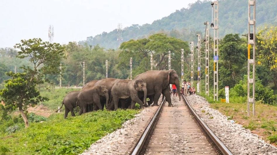 NFR interventions help save 255 elephants from train hits across northeast in nine months NFR interventions help save 255 elephants from train hits across northeast in nine months