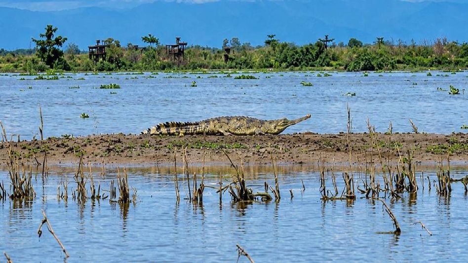 Critically endangered Gharial spotted outside protected area in Assam’s Tinsukia Critically endangered Gharial spotted outside protected area in Assam’s Tinsukia