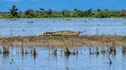 Critically endangered Gharial spotted outside protected area in Assam’s Tinsukia Critically endangered Gharial spotted outside protected area in Assam’s Tinsukia