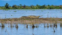 A Critically Endangered gharial (Gavialis gangeticus) basking on a sandbank of the Lohit River in Assam's Tinsukia district on 25 September 2026. Photo: Manas Pratim Sharma A Critically Endangered gharial (Gavialis gangeticus) basking on a sandbank of the Lohit River in Assam's Tinsukia district on 25 September 2026. Photo: Manas Pratim Sharma