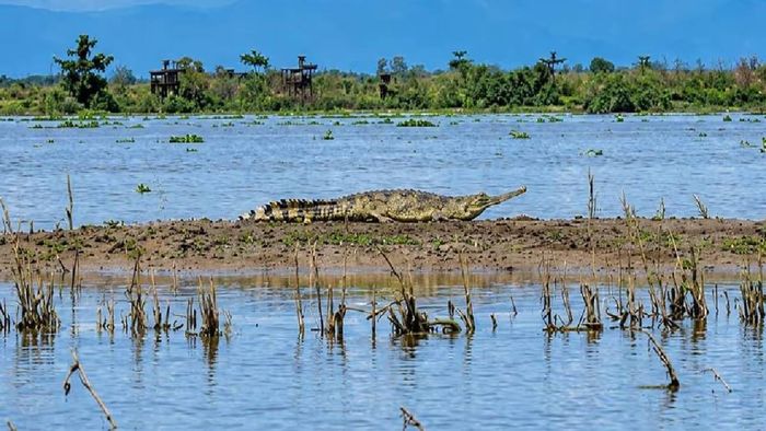 A Critically Endangered gharial (Gavialis gangeticus) basking on a sandbank of the Lohit River in Assam's Tinsukia district on 25 September 2026. Photo: Manas Pratim Sharma