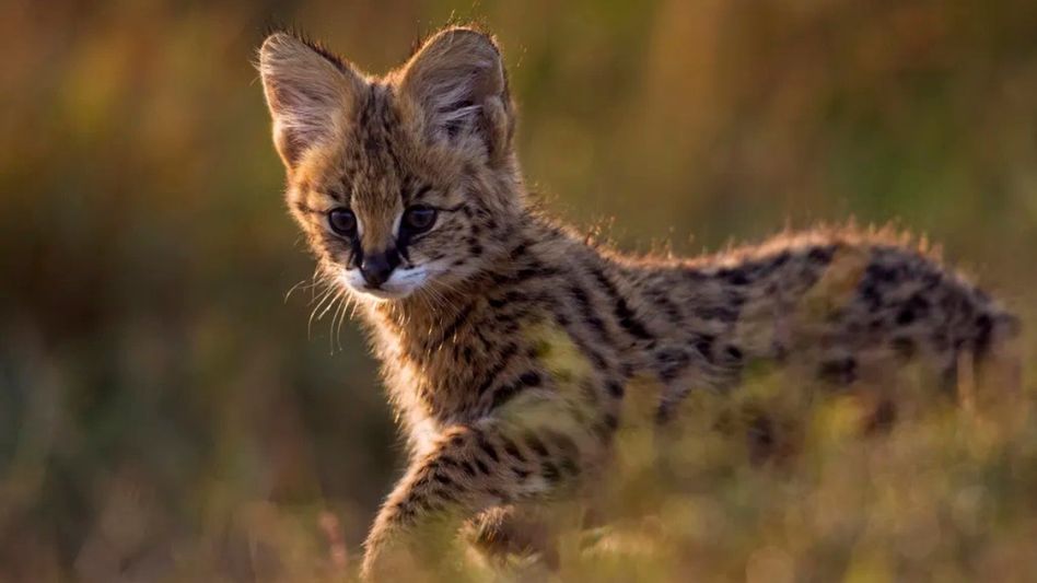 Meghalaya deploys 161 camera traps to map elusive small cats, mammals Meghalaya deploys 161 camera traps to map elusive small cats, mammals