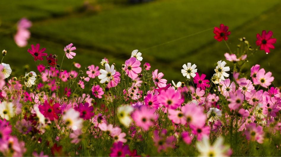 Mizoram's cosmos flower festival opens in Champhai to boost eco-cultural tourism Mizoram's cosmos flower festival opens in Champhai to boost eco-cultural tourism