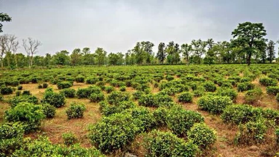 Tripura to offer unused tea estate land to investors amid land crunch Tripura to offer unused tea estate land to investors amid land crunch