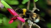 ZSI survey finds rich wild bee diversity in Arunachal's Tawang ZSI survey finds rich wild bee diversity in Arunachal's Tawang