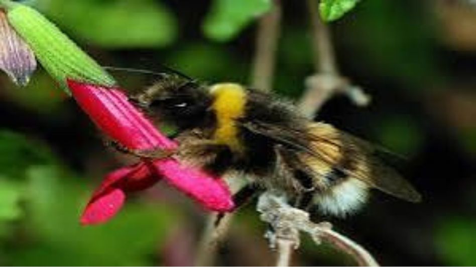ZSI survey finds rich wild bee diversity in Arunachal's Tawang ZSI survey finds rich wild bee diversity in Arunachal's Tawang