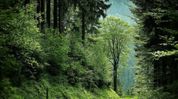 ‘Use Article 371A carefully’: Nagaland forest official warns against misuse of special provision amid wildlife row ‘Use Article 371A carefully’: Nagaland forest official warns against misuse of special provision amid wildlife row