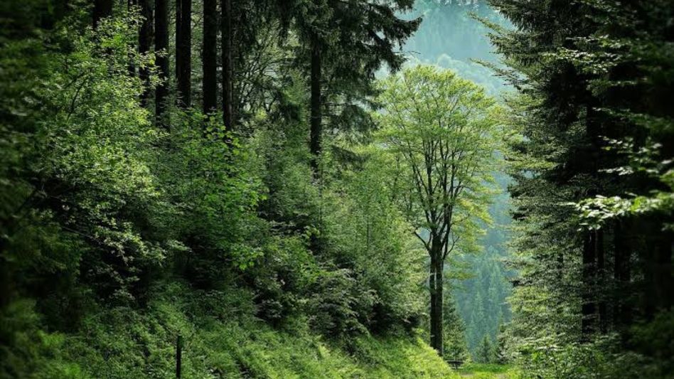 ‘Use Article 371A carefully’: Nagaland forest official warns against misuse of special provision amid wildlife row ‘Use Article 371A carefully’: Nagaland forest official warns against misuse of special provision amid wildlife row