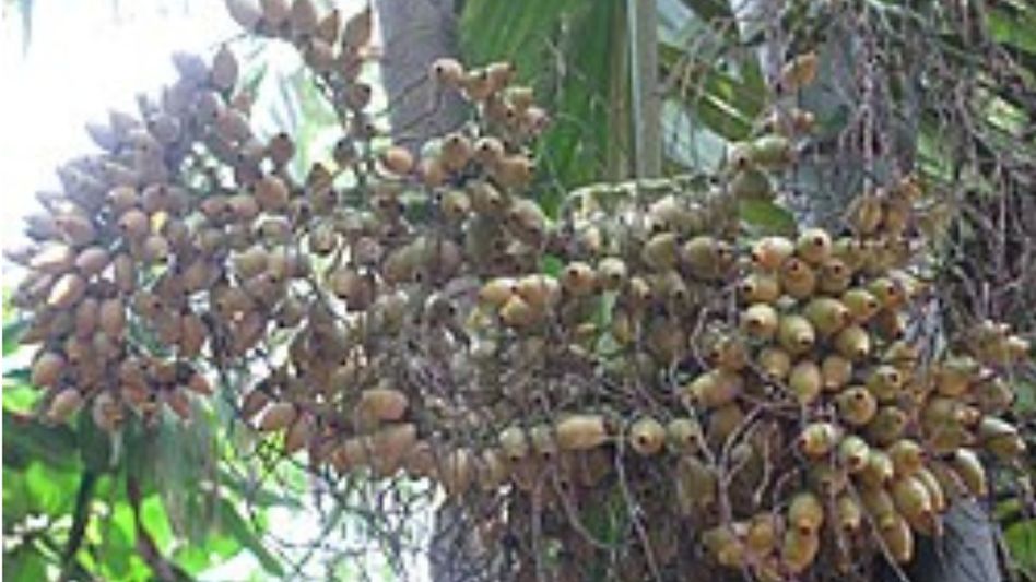 Mizoram explores scientific solutions to tackle areca nut pest infestation Mizoram explores scientific solutions to tackle areca nut pest infestation