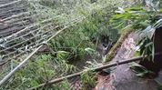 Storm wreaks havoc in Assam’s Margherita; bamboo tree crashes onto house, family escapes unhurt Storm wreaks havoc in Assam’s Margherita; bamboo tree crashes onto house, family escapes unhurt