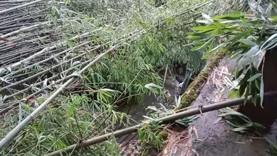 Storm wreaks havoc in Assam’s Margherita; bamboo tree crashes onto house, family escapes unhurt Storm wreaks havoc in Assam’s Margherita; bamboo tree crashes onto house, family escapes unhurt