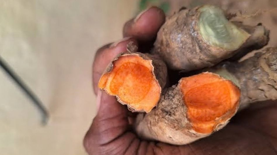 From Ri-Bhoi to Singapore: Meghalaya’s organic turmeric reaches global markets From Ri-Bhoi to Singapore: Meghalaya’s organic turmeric reaches global markets