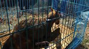 Injured jackal rescued near NH-38 in Assam’s Digboi, sent for treatment Injured jackal rescued near NH-38 in Assam’s Digboi, sent for treatment