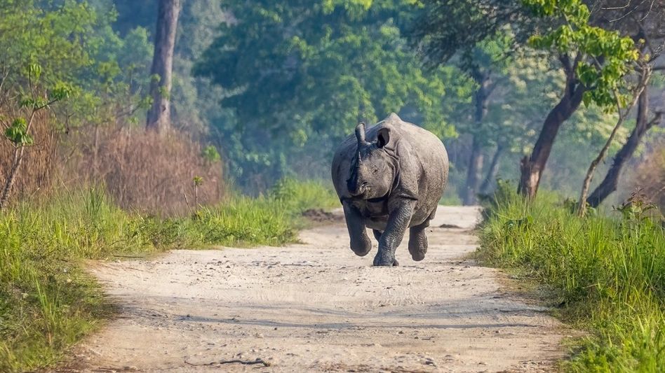 Assam strengthens wildlife corridors and forest protection ahead of new tourism season Assam strengthens wildlife corridors and forest protection ahead of new tourism season