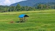 Wild elephants threaten paddy crop in Assam’s Rani, farmers build over 100 makeshift watchtowers Wild elephants threaten paddy crop in Assam’s Rani, farmers build over 100 makeshift watchtowers