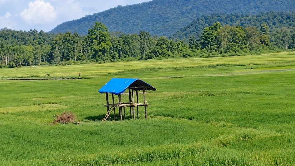Wild elephants threaten paddy crop in Assam’s Rani, farmers build over 100 makeshift watchtowers Wild elephants threaten paddy crop in Assam’s Rani, farmers build over 100 makeshift watchtowers