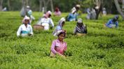 Assam CM announces 20% puja bonus for tea workers across 800-plus gardens Assam CM announces 20% puja bonus for tea workers across 800-plus gardens