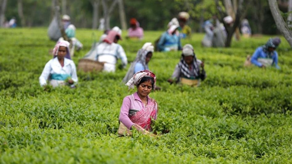 Assam CM announces 20% puja bonus for tea workers across 800-plus gardens Assam CM announces 20% puja bonus for tea workers across 800-plus gardens