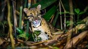 Manipur launches clouded leopard, vulture conservation projects on 72nd Wildlife Week Manipur launches clouded leopard, vulture conservation projects on 72nd Wildlife Week